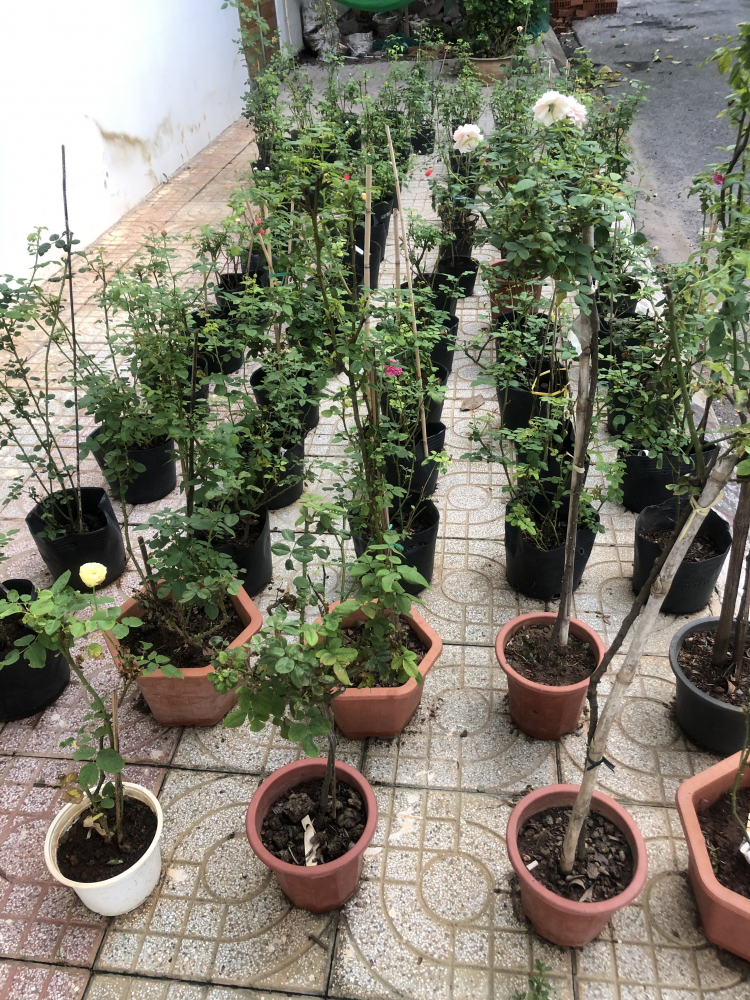 Trồng cây sân nhà phố Trồng cây sân nhà phố