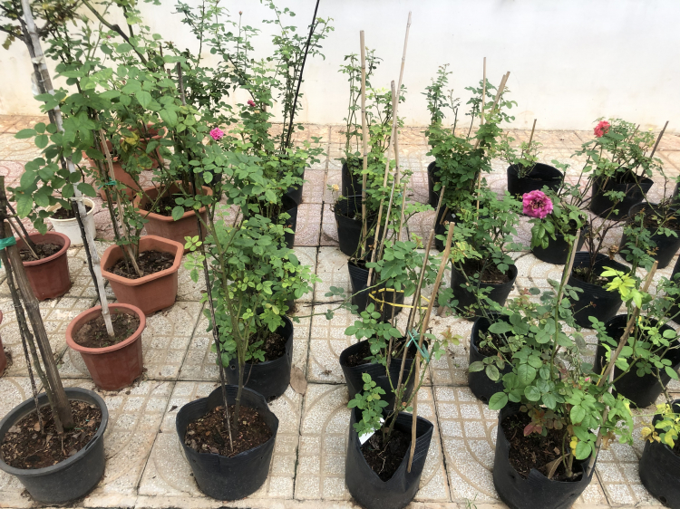 Trồng cây sân nhà phố Trồng cây sân nhà phố