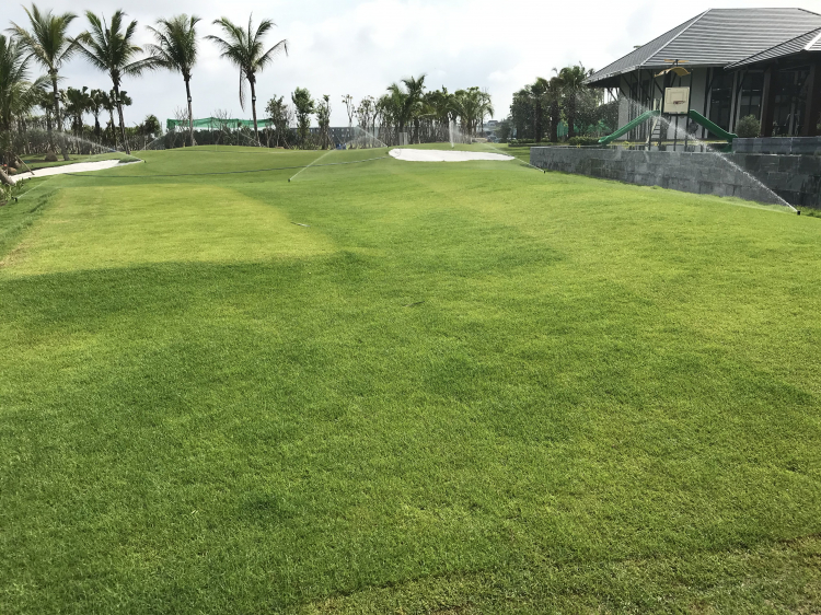 Trồng cây sân nhà phố Trồng cây sân nhà phố