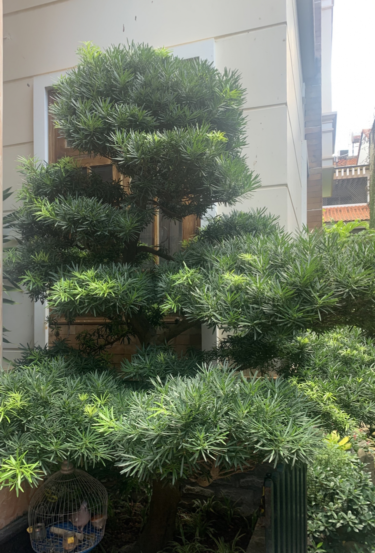 Trồng cây sân nhà phố Trồng cây sân nhà phố