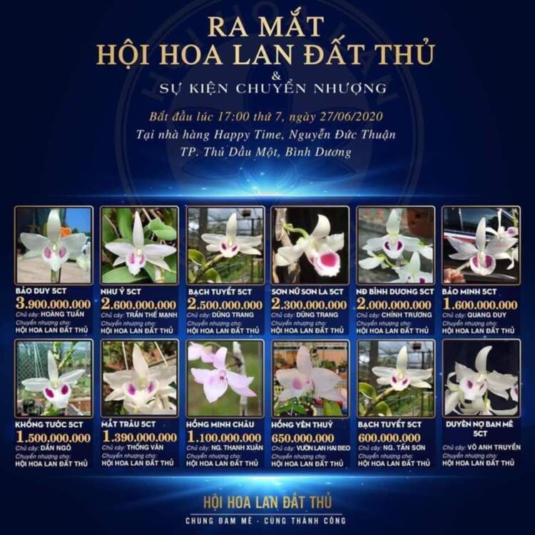 Chơi Lan gì mà mắc dữ Chơi Lan gì mà mắc dữ