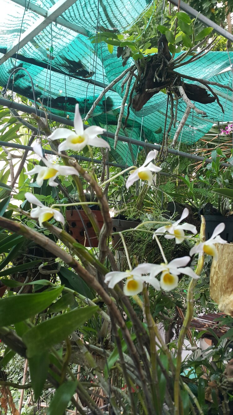 Chơi Lan gì mà mắc dữ Chơi Lan gì mà mắc dữ