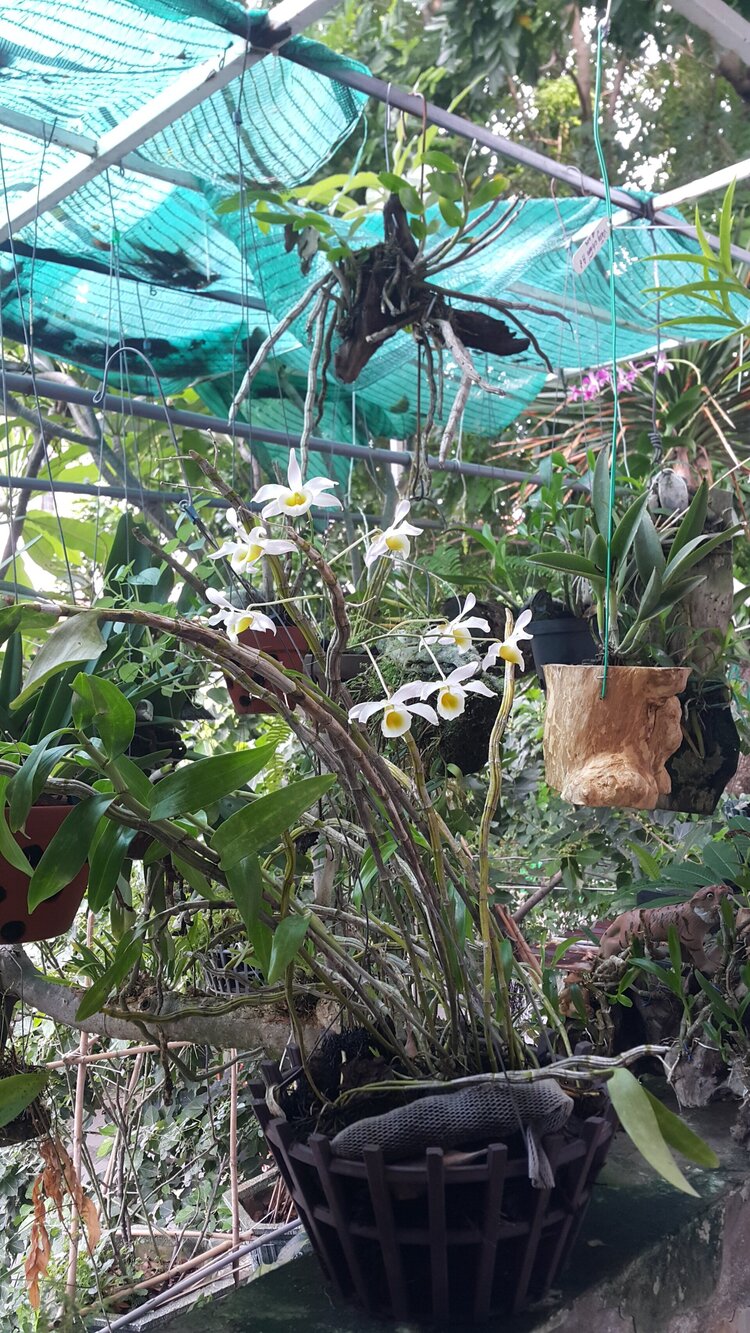 Chơi Lan gì mà mắc dữ Chơi Lan gì mà mắc dữ
