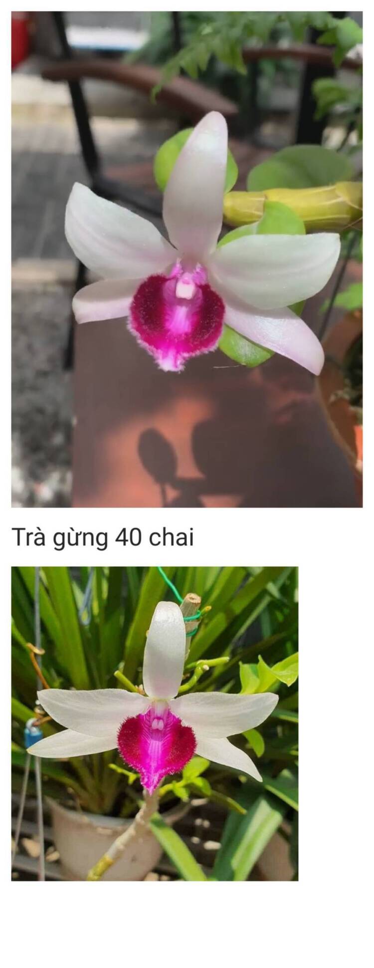 Chơi Lan gì mà mắc dữ Chơi Lan gì mà mắc dữ