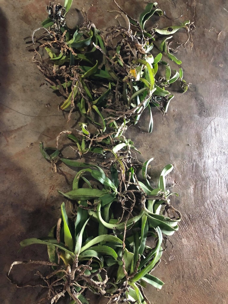 Chơi Lan gì mà mắc dữ Chơi Lan gì mà mắc dữ