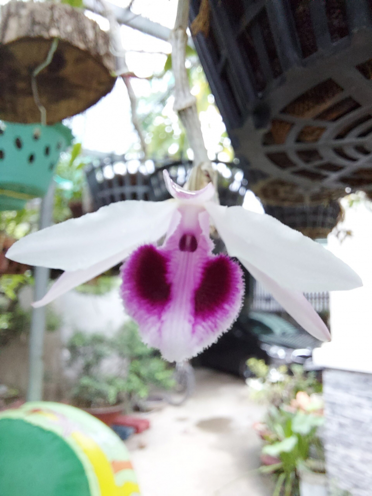 Chơi Lan gì mà mắc dữ Chơi Lan gì mà mắc dữ