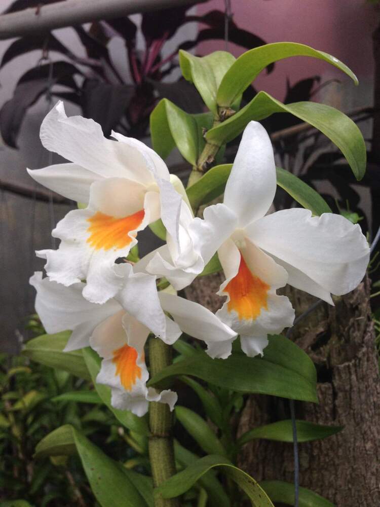 Chơi Lan gì mà mắc dữ Chơi Lan gì mà mắc dữ