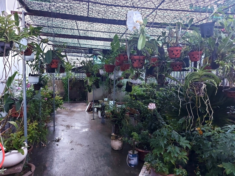 Chơi Lan gì mà mắc dữ
