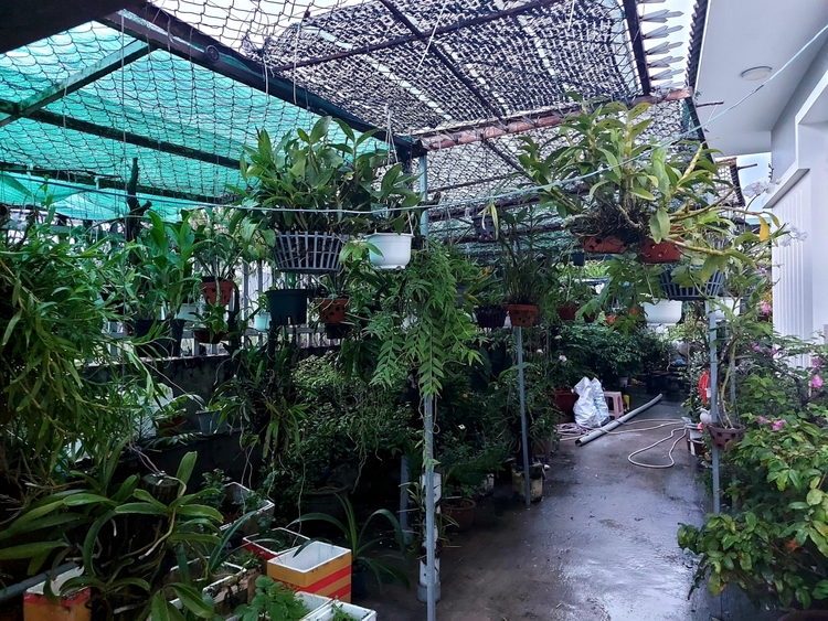 Chơi Lan gì mà mắc dữ
