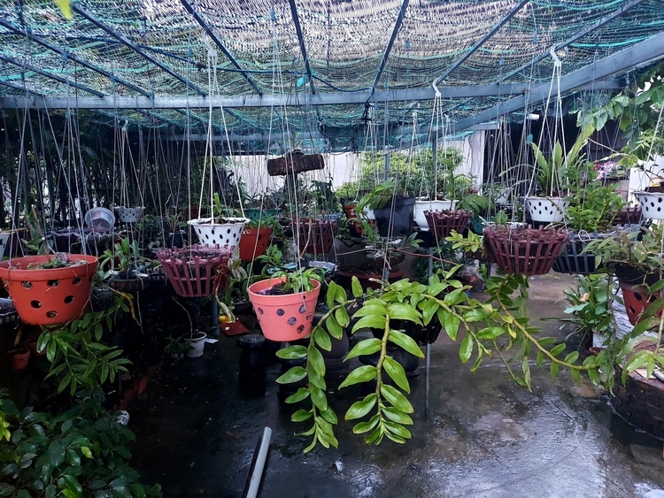 Chơi Lan gì mà mắc dữ