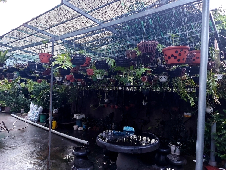 Chơi Lan gì mà mắc dữ