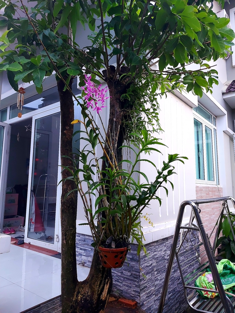 Chơi Lan gì mà mắc dữ