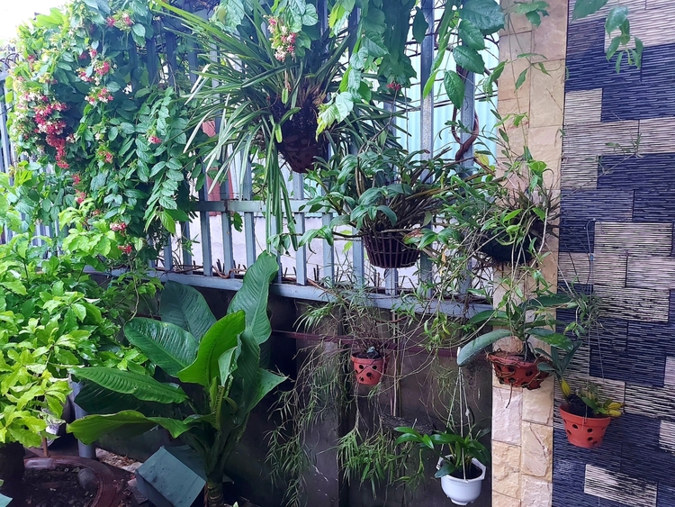 Chơi Lan gì mà mắc dữ