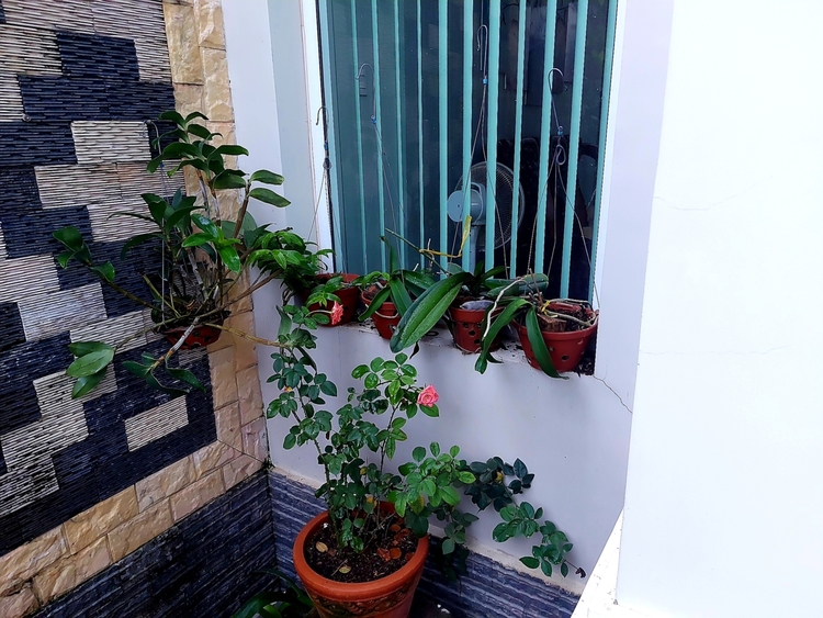 Chơi Lan gì mà mắc dữ
