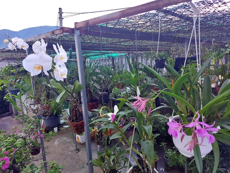 Chơi Lan gì mà mắc dữ