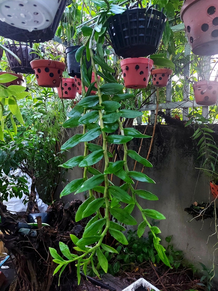 Chơi Lan gì mà mắc dữ