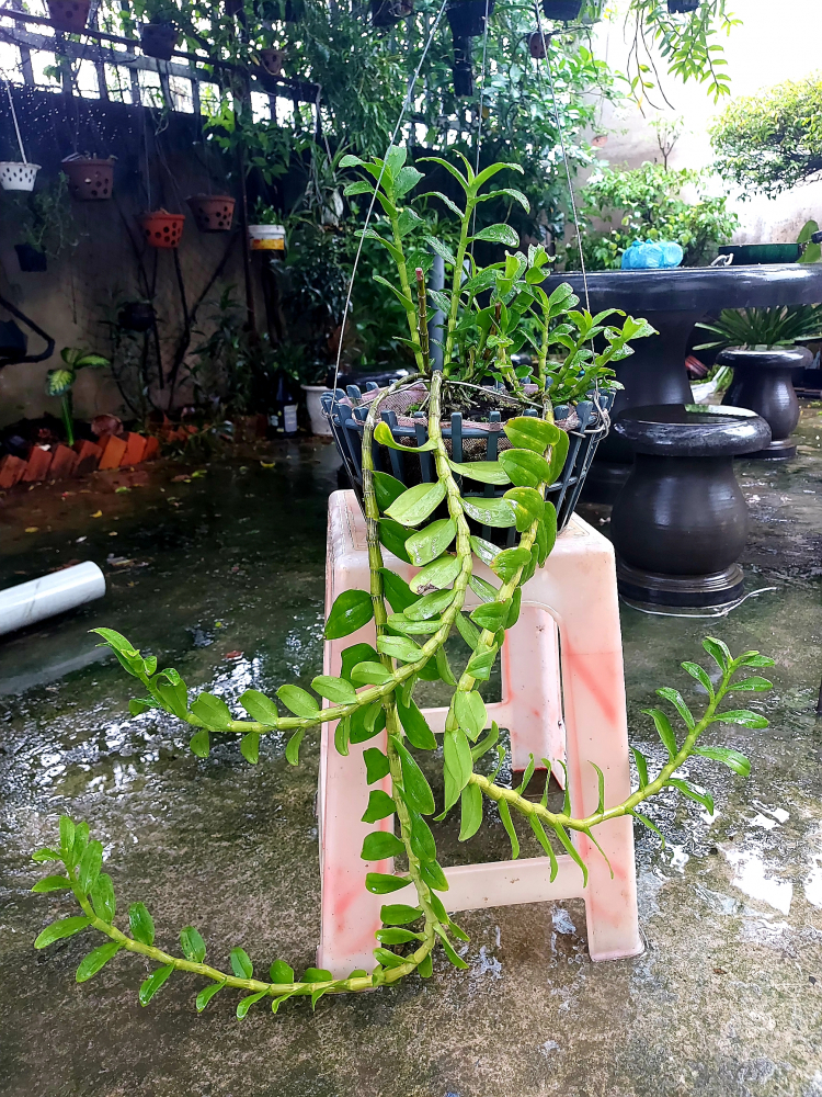 Chơi Lan gì mà mắc dữ Chơi Lan gì mà mắc dữ