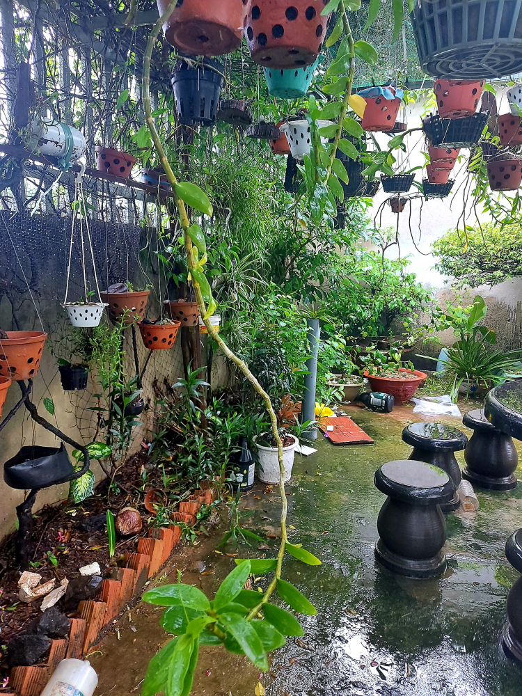 Chơi Lan gì mà mắc dữ Chơi Lan gì mà mắc dữ