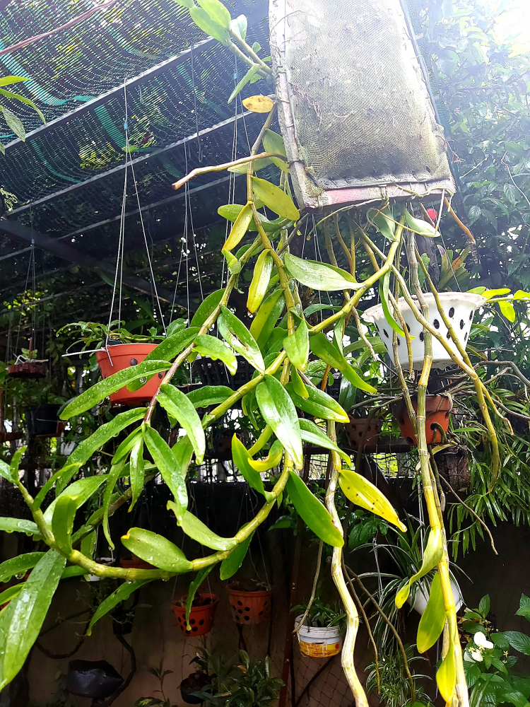 Chơi Lan gì mà mắc dữ Chơi Lan gì mà mắc dữ