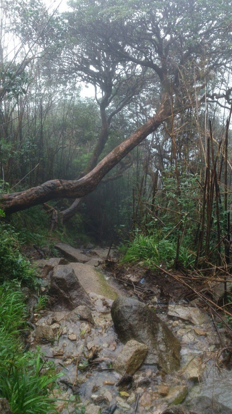 Tư vấn Giày trekking đi mưa