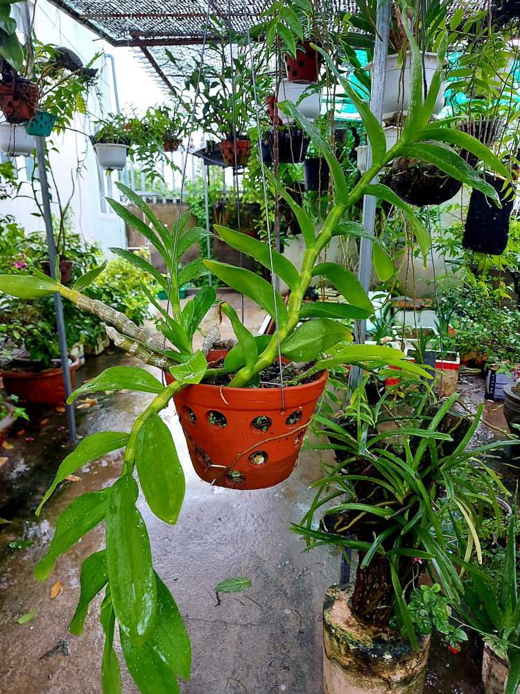 Chơi Lan gì mà mắc dữ Chơi Lan gì mà mắc dữ