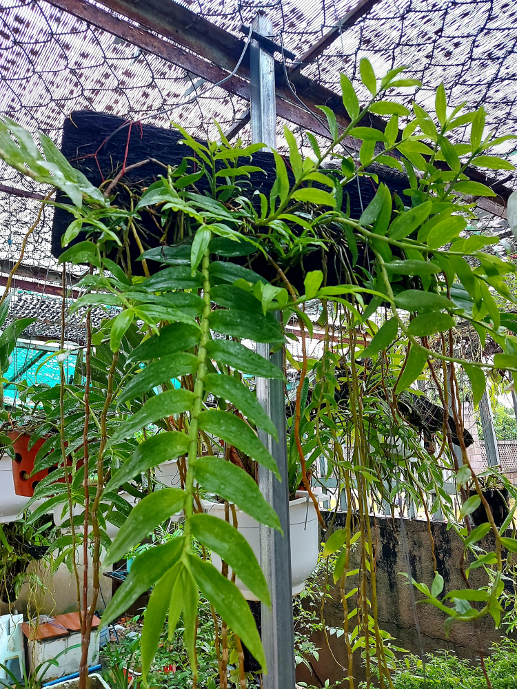 Chơi Lan gì mà mắc dữ Chơi Lan gì mà mắc dữ