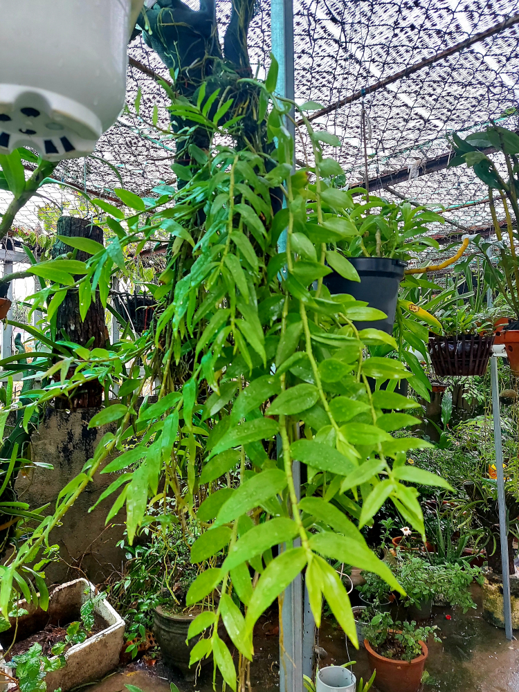 Chơi Lan gì mà mắc dữ Chơi Lan gì mà mắc dữ
