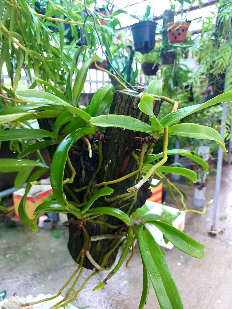 Chơi Lan gì mà mắc dữ Chơi Lan gì mà mắc dữ