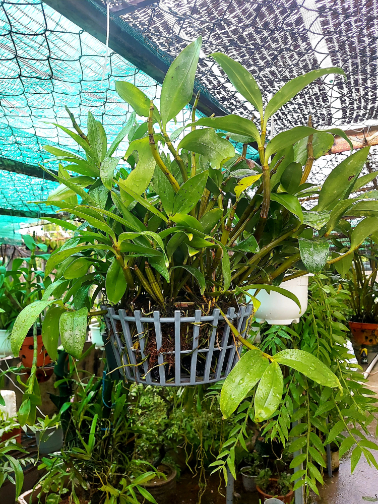 Chơi Lan gì mà mắc dữ Chơi Lan gì mà mắc dữ