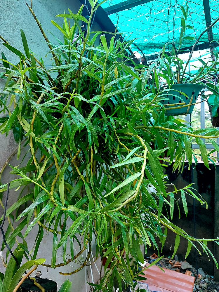 Chơi Lan gì mà mắc dữ Chơi Lan gì mà mắc dữ