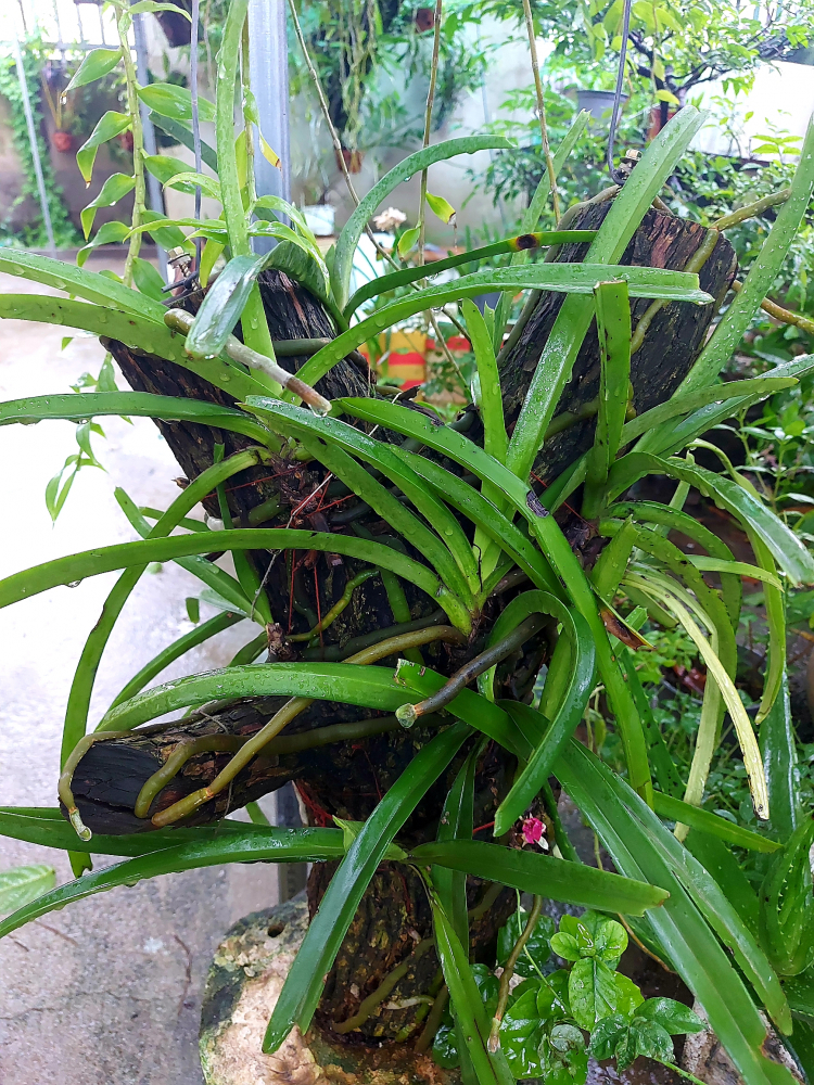 Chơi Lan gì mà mắc dữ Chơi Lan gì mà mắc dữ
