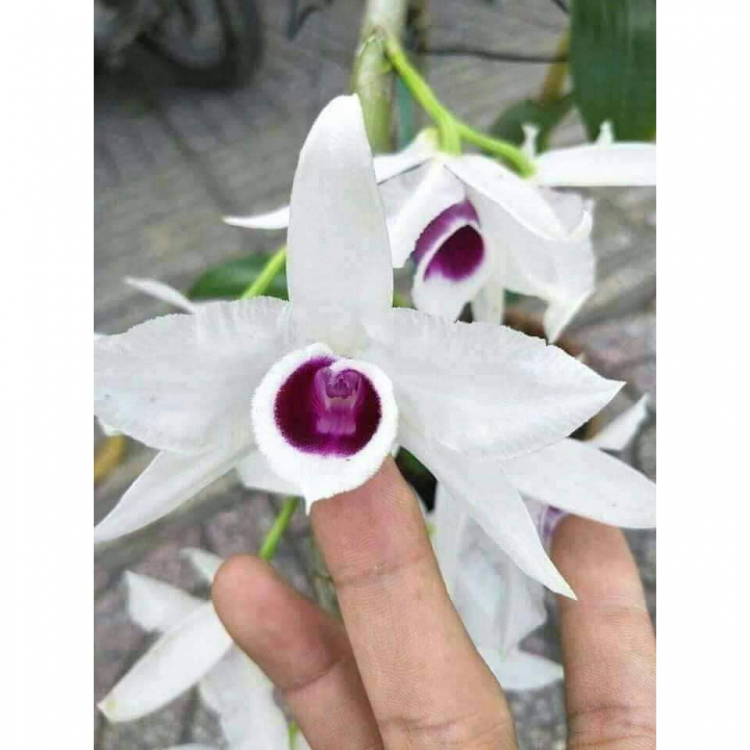 Chơi Lan gì mà mắc dữ Chơi Lan gì mà mắc dữ