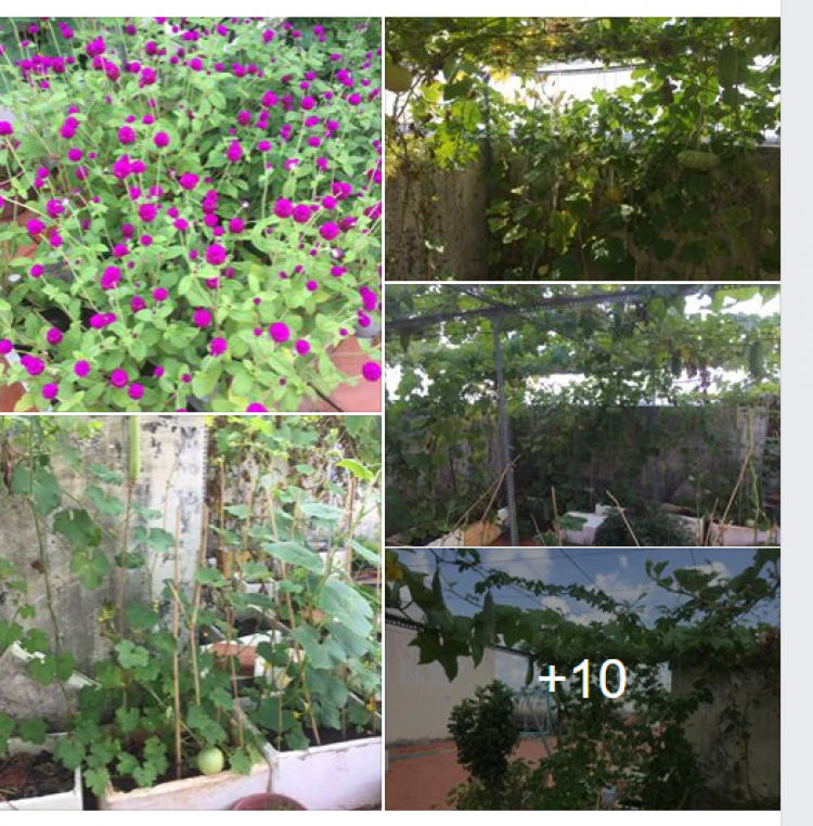 Chất lượng cuộc sống ở chung cư và nhà hẻm nhỏ trung tâm Chất lượng cuộc sống ở chung cư và nhà hẻm nhỏ trung tâm