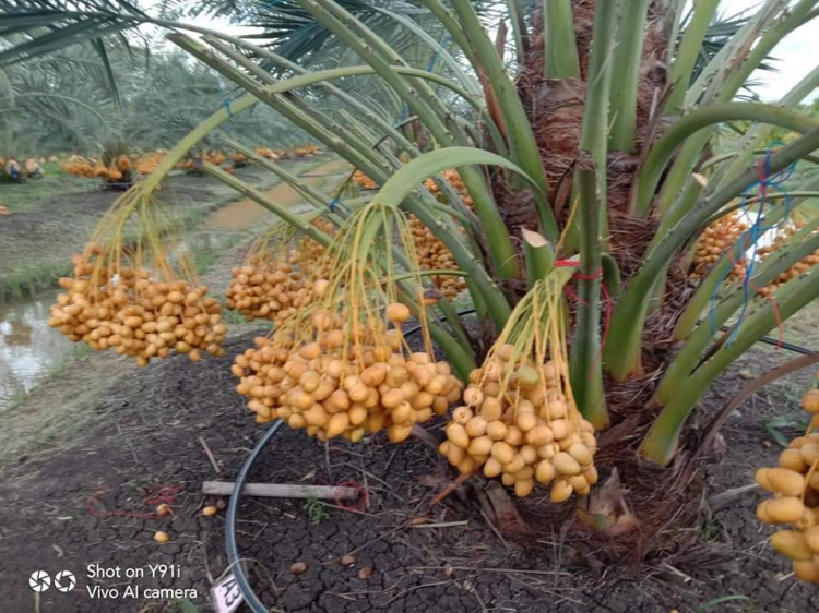 Chà là tươi Ấn Độ Chà là tươi Ấn Độ