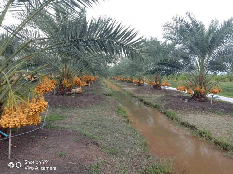 Chà là tươi Ấn Độ Chà là tươi Ấn Độ