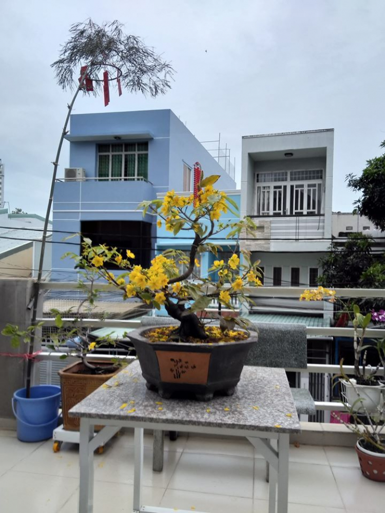 Mua cây mai về trồng ở đâu vậy mấy bác? Mua cây mai về trồng ở đâu vậy mấy bác?