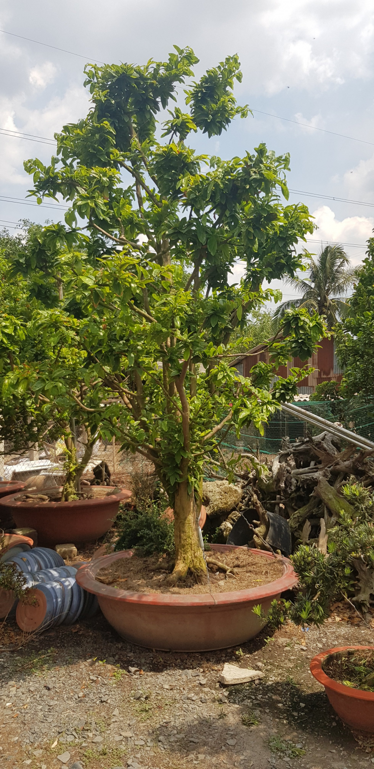 Mua cây mai về trồng ở đâu vậy mấy bác? Mua cây mai về trồng ở đâu vậy mấy bác?