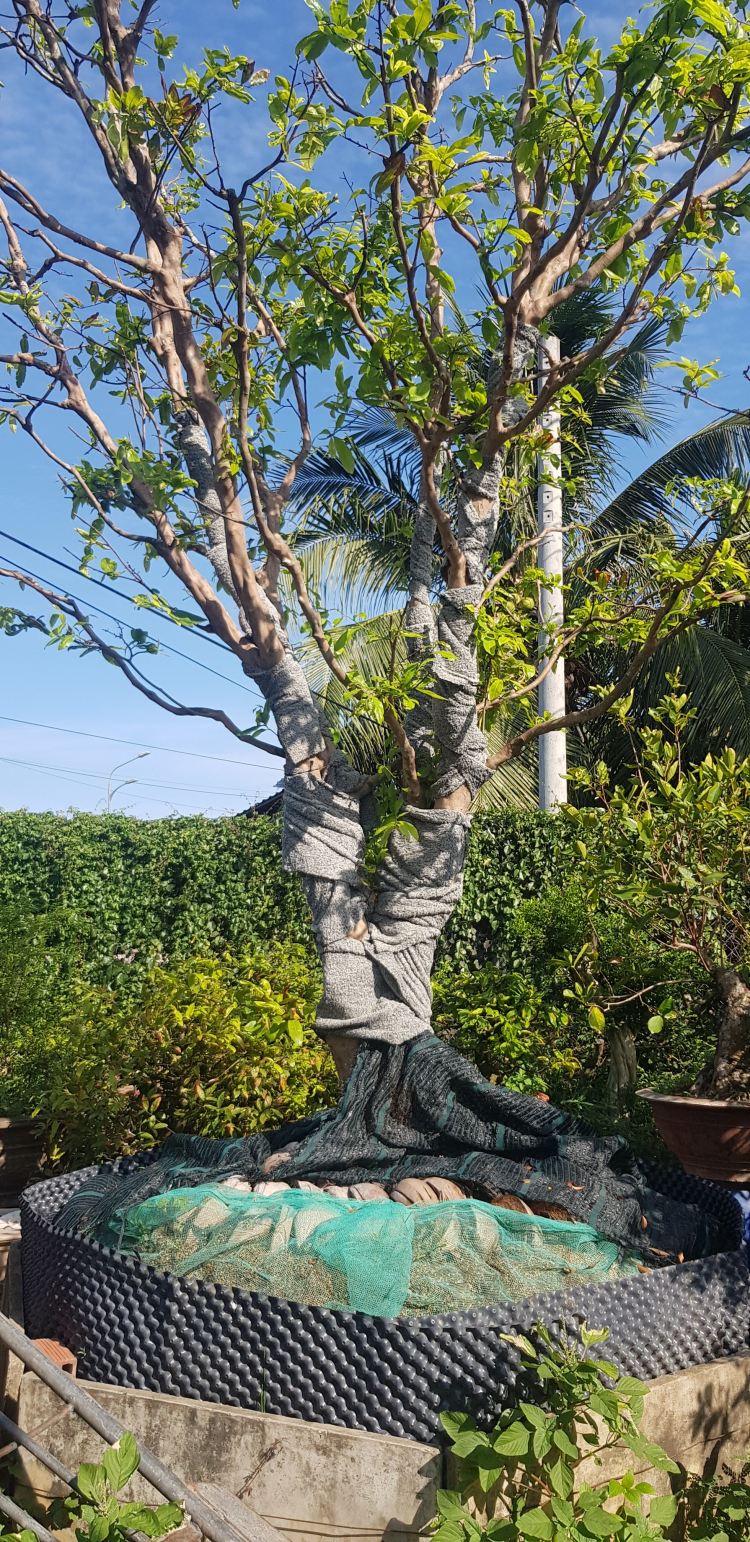 Mua cây mai về trồng ở đâu vậy mấy bác? Mua cây mai về trồng ở đâu vậy mấy bác?