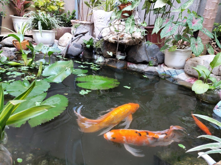 Phong thủy hồ cá koi ngoài vườn Phong thủy hồ cá koi ngoài vườn