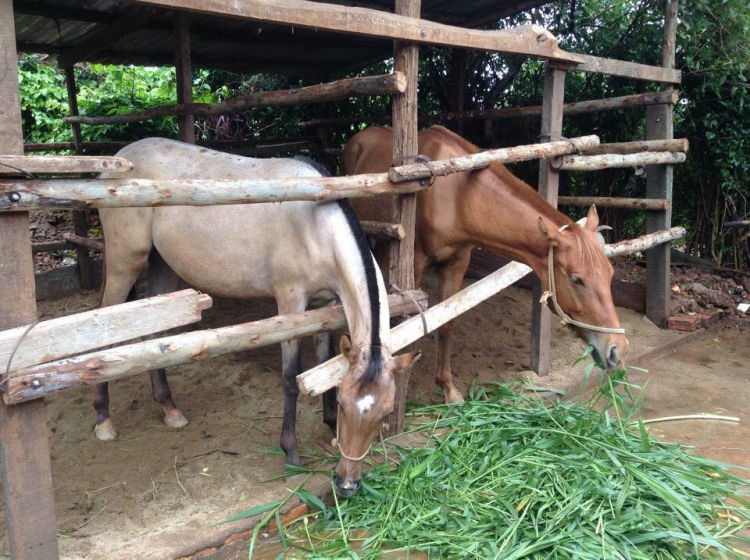 Học cưỡi ngựa ở Saigon - môn thể thao đẳng cấp và bổ ích cho trẻ em