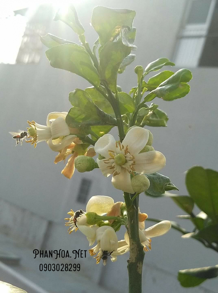 Phấn hoa ong giàu vitamin giúp làm đẹp và nâng cao đề kháng
