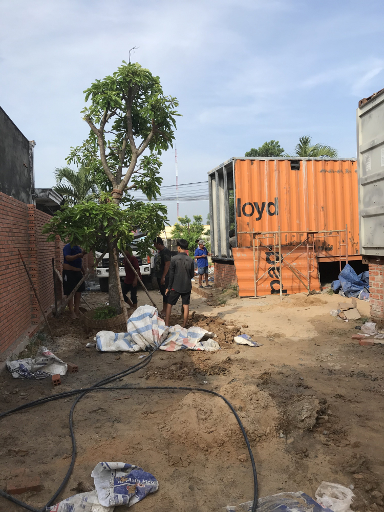 Mua cây mai về trồng ở đâu vậy mấy bác?
