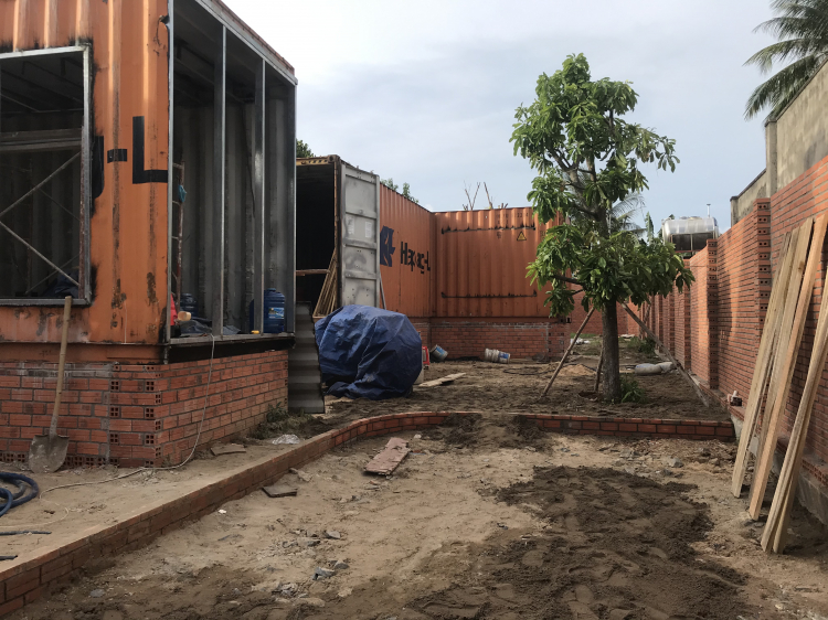 Mua cây mai về trồng ở đâu vậy mấy bác?