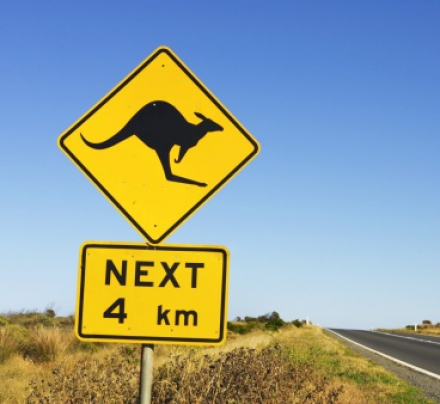 Kangaroos.jpg