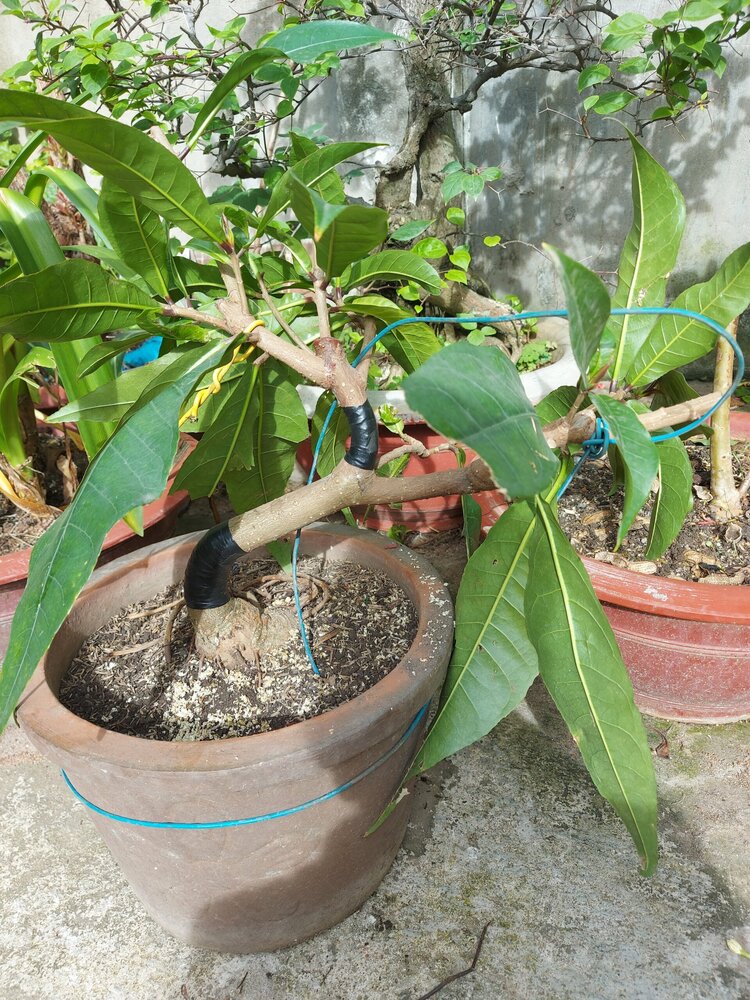 Bài học cho dân tập sự chơi lan mùa Covid19 và chơi cả hồng :P Bài học cho dân tập sự chơi lan mùa Covid19 và chơi cả hồng :P