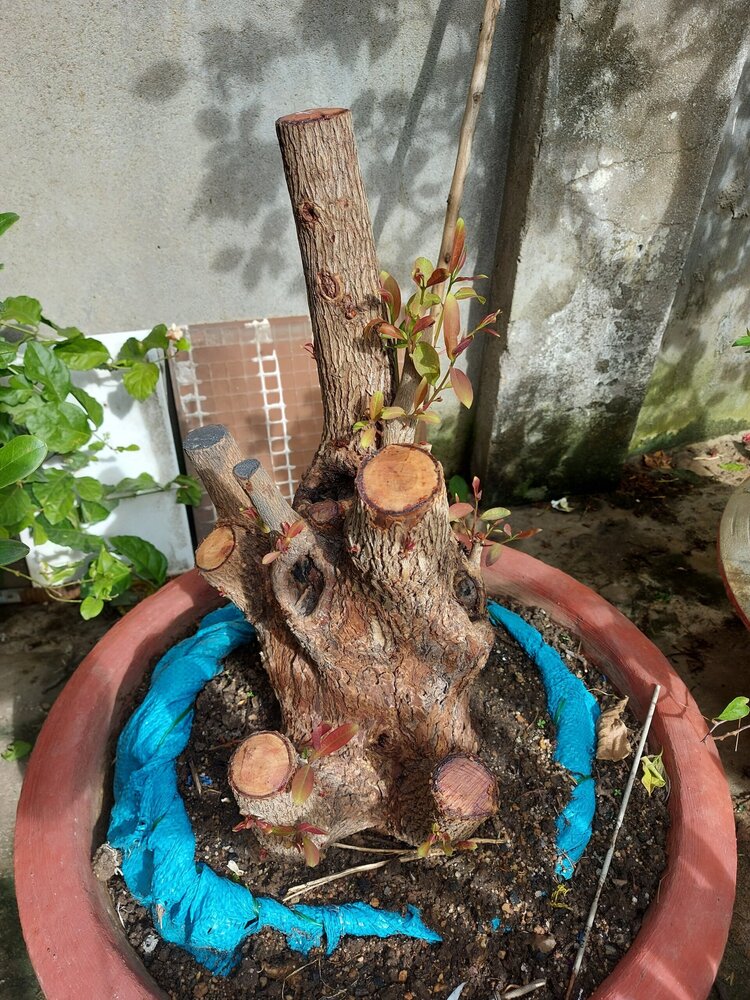 Bài học cho dân tập sự chơi lan mùa Covid19 và chơi cả hồng :P Bài học cho dân tập sự chơi lan mùa Covid19 và chơi cả hồng :P