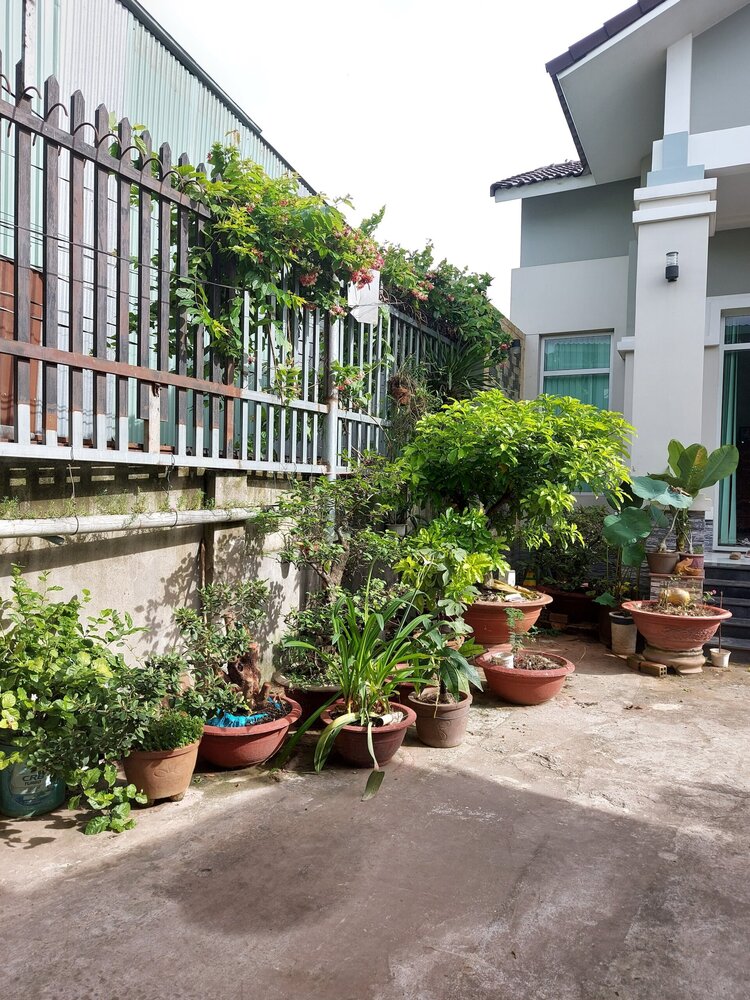 Bài học cho dân tập sự chơi lan mùa Covid19 và chơi cả hồng :P Bài học cho dân tập sự chơi lan mùa Covid19 và chơi cả hồng :P