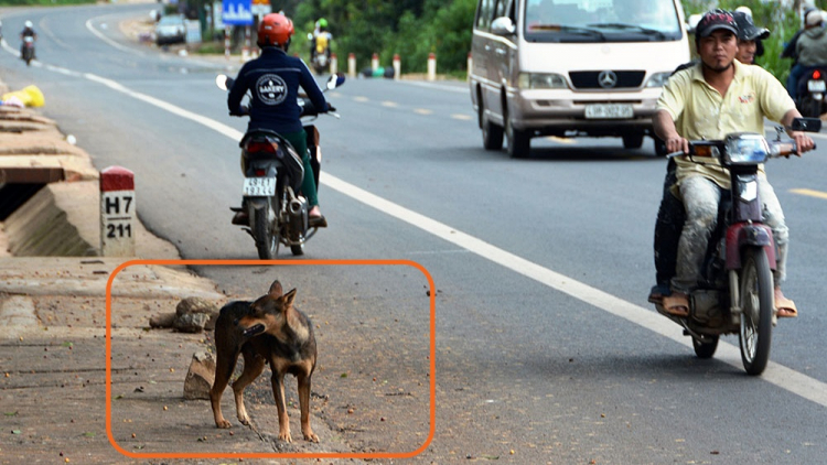 Ức chế với chó thả rông, nguy hiểm cho người chạy xe!