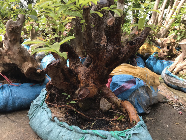 Cung cấp cây phôi - bonsai rừng độc-lạ cho quán cà phê