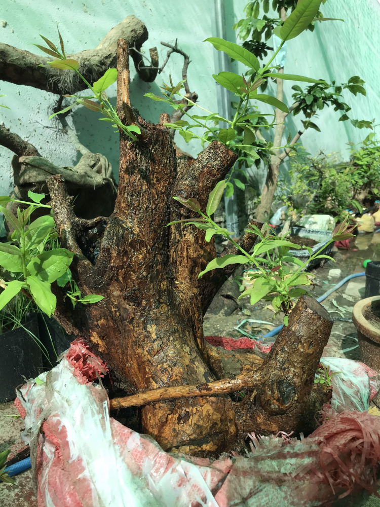 Cung cấp cây phôi - bonsai rừng độc-lạ cho quán cà phê